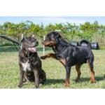 Cane Corso Rottweiler Mix – The Ultimate Breed Guide! (2024)