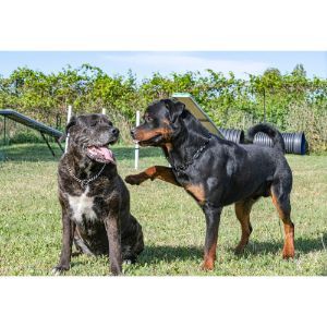 cane-corso-rottweiler-mix