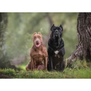 cropping-cane-corso-ears