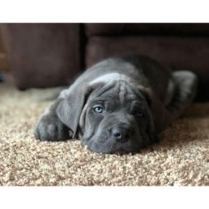 healt-english-mastif-cane-corso