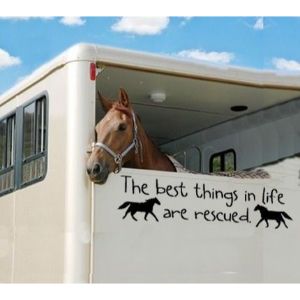 20-Best-Horse-Rescues-in-The-USA
