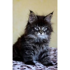 Abandoned-Maine-Coons-Rescue