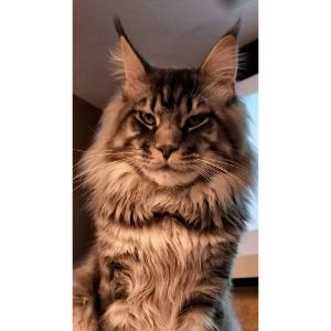 Additional-Resources-for-Finding-Rescued-Maine-Coons