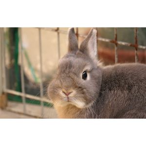 Adopting-Rabbits