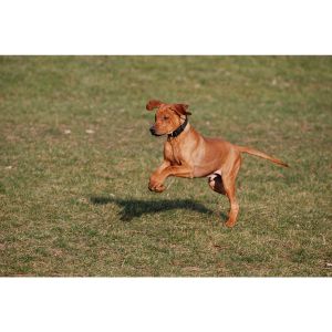 African-Names-for-Male-Rhodesian-Ridgeback-Dogs