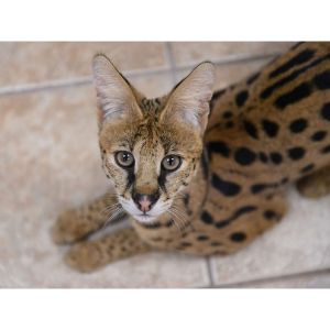 Afrikhan-Savannah-Cats