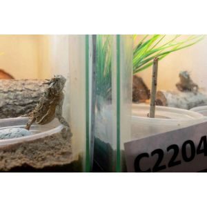 Alamo-City-Reptile-Rescue