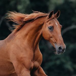 All-About-Equine-Animal-Rescue-Inc