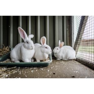 All-About-Rabbits-Rescue