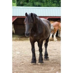 All-The-Kings-Horses-Equine-Rescue