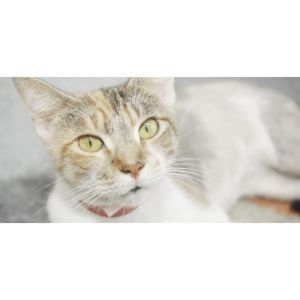 Almost-Home-Adoption-for-Rescued-Cats