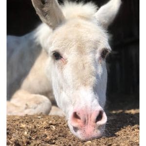Amaryllis-Farm-Equine-Rescue