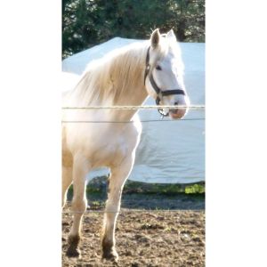 Angels-Haven-Horse-Rescue-Inc