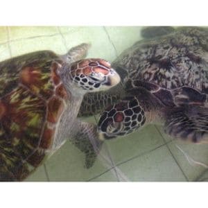 Annwn-Animal-Sanctuary