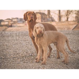 Appearance-Of-A-Wirehaired-Vizsla