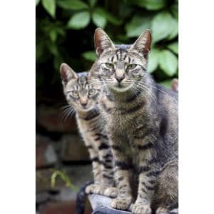 Are-Ferals-Cats-Suitable-for-Cat-Adoption