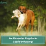 Are-Rhodesian-Ridgebacks-Good-For-Hunting-template