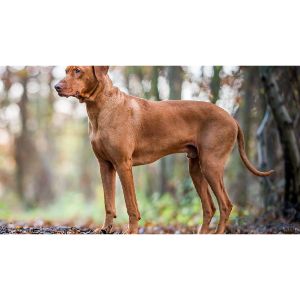 Are-Rhodesian-Ridgebacks-aggressive