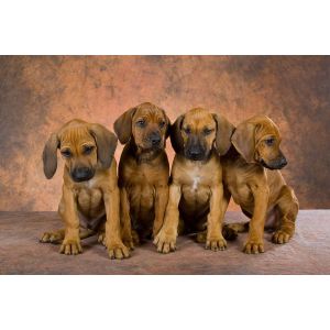 Are-Rhodesian-Ridgebacks-easy-to-train