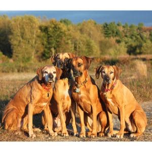 Are-Rhodesian-Ridgebacks-friendly-dogs