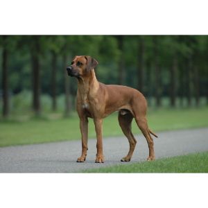 Are-Rhodesian-Ridgebacks-good-family-dogs