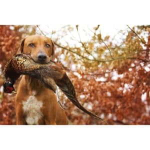 Are-Rhodesian-Ridgebacks-good-hunting-dogs