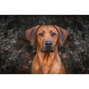 Are-Rhodesian-Ridgebacks-good-with-other-dogs