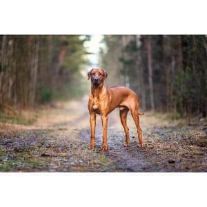 Are-Rhodesian-Ridgebacks-high-energy