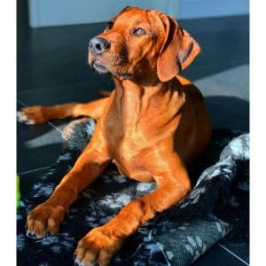 Are-Rhodesian-Ridgebacks-high-maintenance