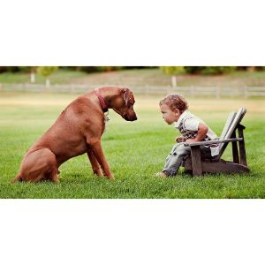 Are-Rhodesian-Ridgebacks-protective