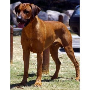 Are-Rhodesian-Ridgebacks-territorial