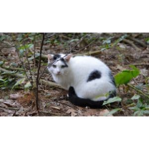 Arent-Feral-Cats-Just-Free-Cats