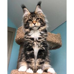 Arizona-Maine-Coon-Cat-Rescue