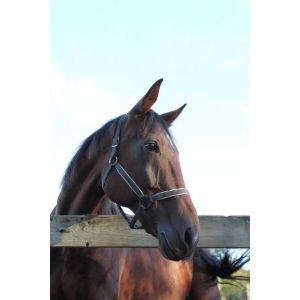 Arrowhead-Ranch-Horse-Rescue