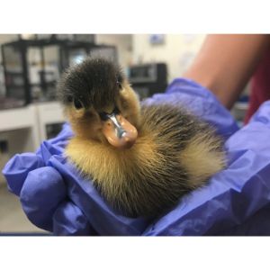 Austin-Wildlife-Rescue