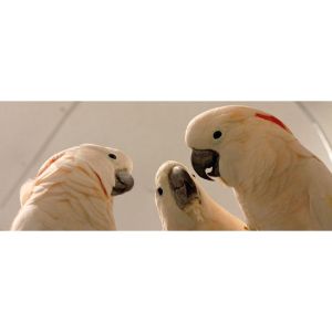Avian-Haven-Wild-Bird-Rehabilitation-Center