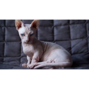 Bald-and-Bully-Sphynx-and-Pitbull-Rescue