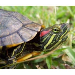 BeWild-Reptile-Rescue