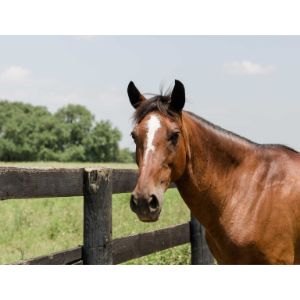 Begin-Again-Farms-Equine-Shelter