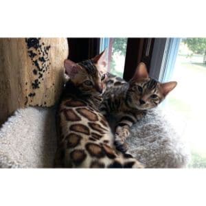 BengalRescue.org