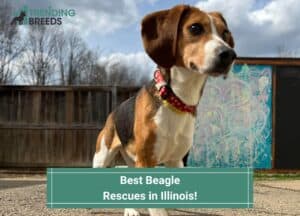 Best-Beagle-Rescues-in-Illinois-template