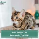Best-Bengal-Cat-Rescues-in-The-USA-template