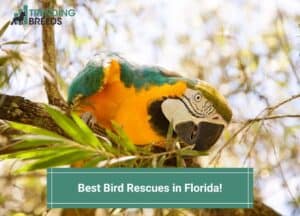 Best-Bird-Rescues-in-Florida-template