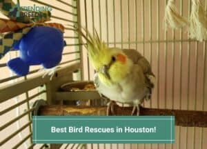 Best-Bird-Rescues-in-Houston-template