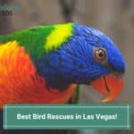 Best-Bird-Rescues-in-Las-Vegas-template