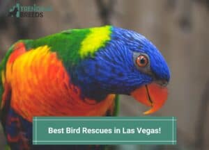 Best-Bird-Rescues-in-Las-Vegas-template