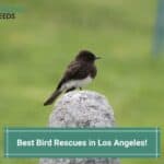 Best-Bird-Rescues-in-Los-Angeles-template-template