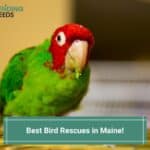 Best-Bird-Rescues-in-Maine-template