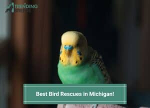 Best-Bird-Rescues-in-Michigan-template