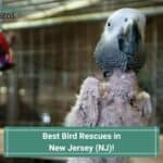 Best-Bird-Rescues-in-New-Jersey-NJ-template